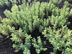 Sedum nuttallii