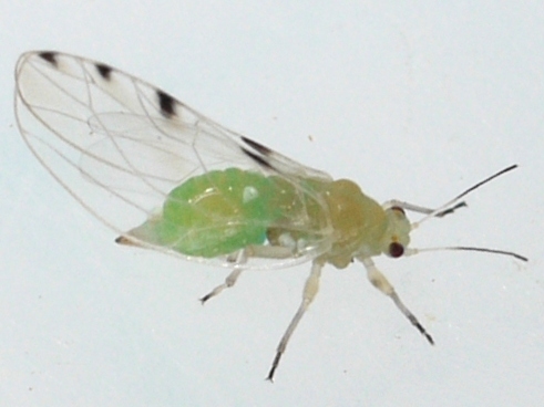 Trioza quadripunctata