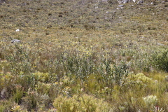 Osteospermum junceum