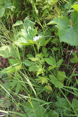 Achillea macrophylla
