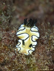 Doriprismatica atromarginata