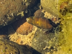 Juga plicifera