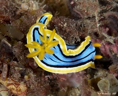 Chromodoris elisabethina