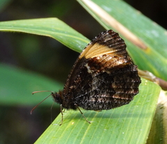 Panyapedaliodes phila