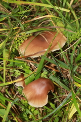Cuphophyllus colemannianus