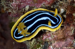 Chromodoris kuiteri