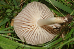 Cuphophyllus colemannianus