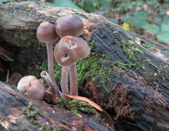 Mycena haematopus