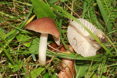 Cuphophyllus colemannianus