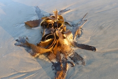 Eisenia arborea