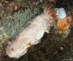 Goniobranchus