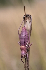Ephippiger terrestris terrestris