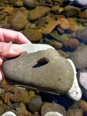 Juga plicifera