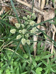 Cyperus luzulae