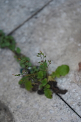 Youngia