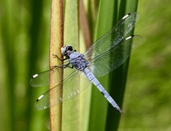 Libellula comanche