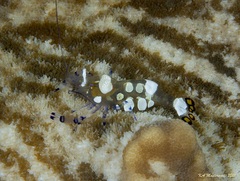 Ancylocaris brevicarpalis