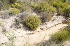 Serruria inconspicua