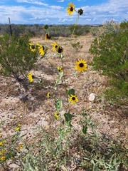 Helianthus petiolaris
