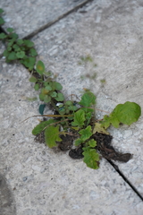 Youngia