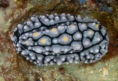 Phyllidia elegans