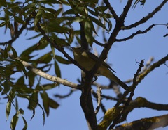 Phylloscopus