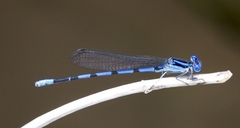 Argia tarascana