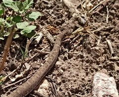 Bothrops ammodytoides