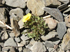Oxalis subacaulis