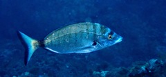 Diplodus puntazzo