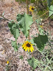 Helianthus petiolaris