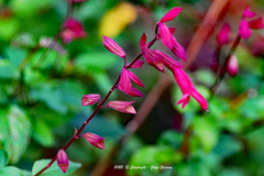 Salvia fulgens