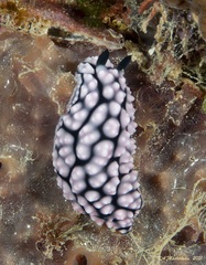 Phyllidiella pustulosa