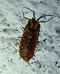 Porcellionides cingendus