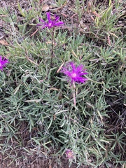Ruschieae