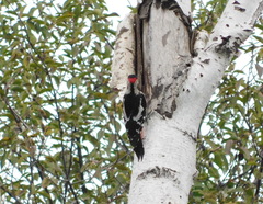Dendrocopos syriacus