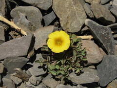 Oxalis subacaulis
