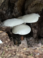 Ossicaulis lignatilis