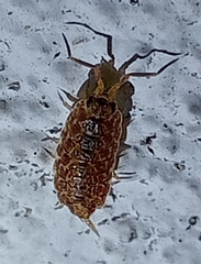 Porcellionides cingendus