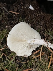 Ossicaulis lignatilis