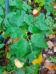 Aegopodium podagraria