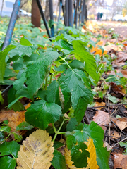 Aegopodium podagraria