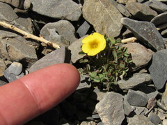Oxalis subacaulis