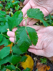 Aegopodium podagraria