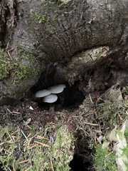Ossicaulis lignatilis