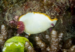 Goniobranchus splendidus