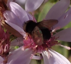 Phasia barbifrons