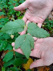 Aegopodium podagraria