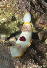 Goniobranchus splendidus