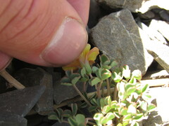 Oxalis subacaulis